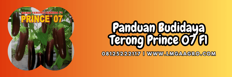 panduan,budidaya,tanaman,tanaman terong,lmga agro