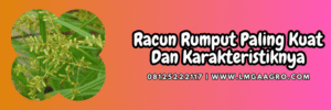 pestisida jenis herbisida,gulma,rumput liar,obat rumput,lmga agro