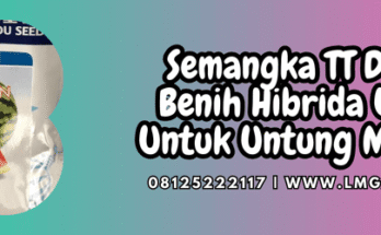semangka tt dragon,semangka,tt dragon,tt dragon f1,lmga agro