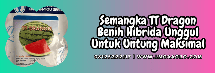 semangka tt dragon,semangka,tt dragon,tt dragon f1,lmga agro