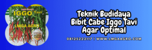 teknik,budidaya,tanaman,budidaya cabe,lmga agro