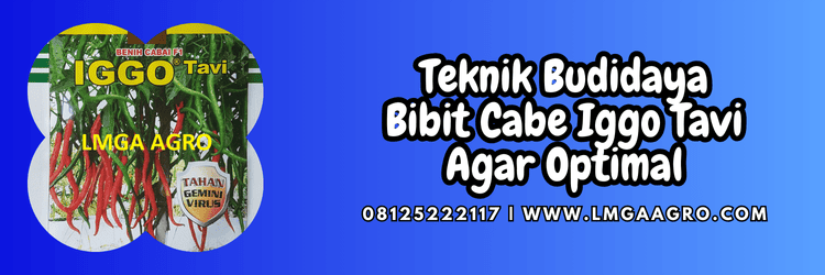 teknik,budidaya,tanaman,budidaya cabe,lmga agro
