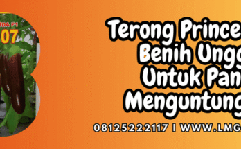 terong prince,terong,prince,terong prince 07lmga agro