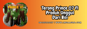 terung,prince 07 cap kapal terbang,bisi,chia tai seed,lmga agro