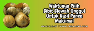 jual,murah,terjangkau,toko pertanian terdekat,lmga agro