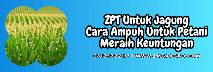 zpt untuk jagung,zpt,jagung,zat pengatur tumbuh,lmga agro