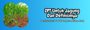 tanaman,tanaman jagung,budidaya jagung,hormon tanaman,lmga agro
