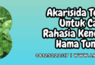 akarisida terbaik untuk cabe,akarisida,terbaik,cabe,lmga agro