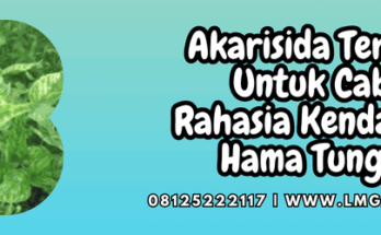 akarisida terbaik untuk cabe,akarisida,terbaik,cabe,lmga agro