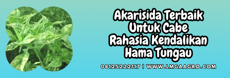 akarisida terbaik untuk cabe,akarisida,terbaik,cabe,lmga agro