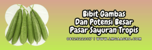 benih,benih gambas,benih oyong,tanaman,lmga agro