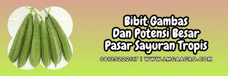benih,benih gambas,benih oyong,tanaman,lmga agro