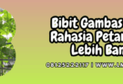 bibit gambas,bibit,gambas,oyong,lmga agro