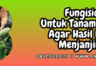 fungisida untuk tanaman pare,fungisida,tanaman,pare,lmga agro