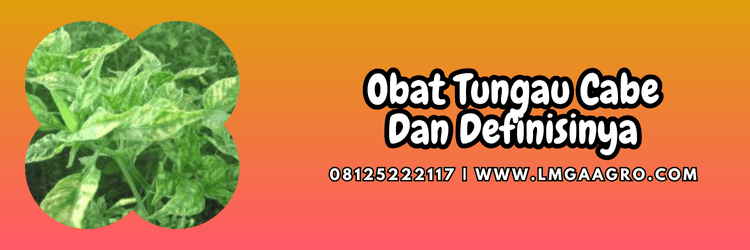 pestisida,hama,hama tungau,cabai,lmga agro