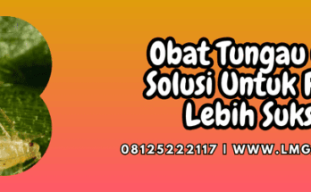 obat tungau cabe,obat,tungau,cabe,lmga agro