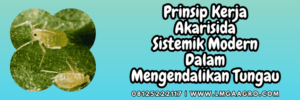 prinsip,kerja,hama tungau,tungau cabe,cabai,petani,lmga agro