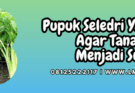 pupuk seledri yang bagus,pupuk,seledri,bagus,lmga agro