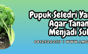 pupuk seledri yang bagus,pupuk,seledri,bagus,lmga agro