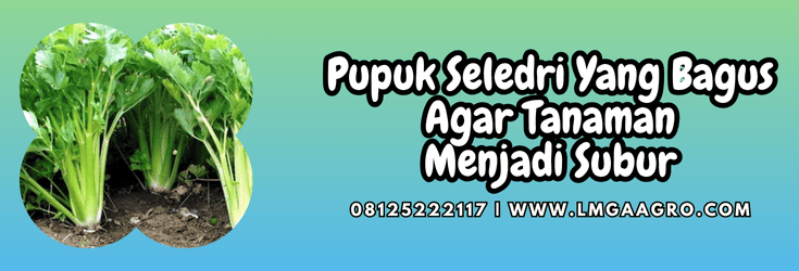 pupuk seledri yang bagus,pupuk,seledri,bagus,lmga agro