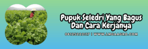 petani,budidaya,tanaman,budidaya seledri,lmga agro