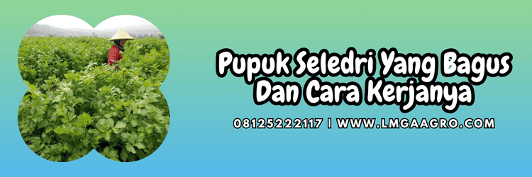 petani,budidaya,tanaman,budidaya seledri,lmga agro