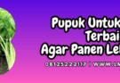 pupuk untuk seledri,pupuk,seledri,pupuk seledri,lmga agro