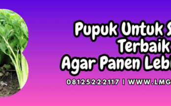 pupuk untuk seledri,pupuk,seledri,pupuk seledri,lmga agro
