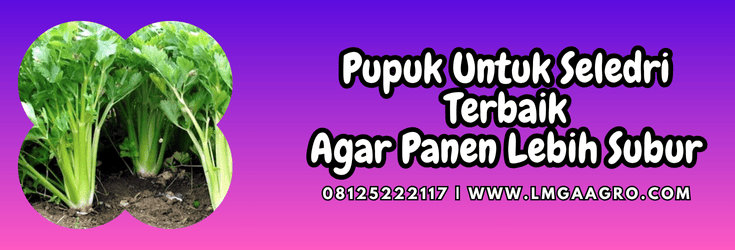 pupuk untuk seledri,pupuk,seledri,pupuk seledri,lmga agro