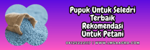 produk,budidaya,tanaman,budidaya seledri,petani,lmga agro