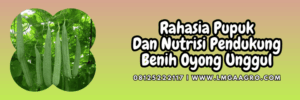 rahasia,nutrisi,budidaya,budidaya gambas,petani,lmga agro