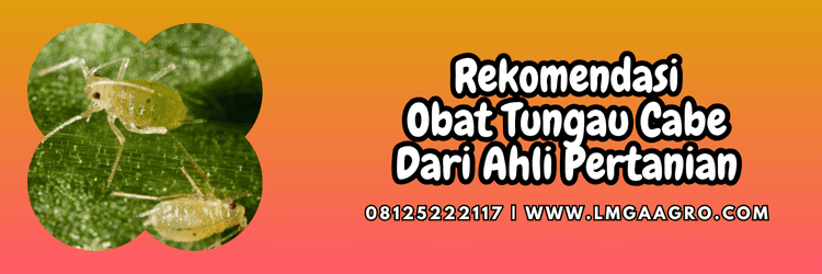 rekomendasi,produk,ahli pertanian,tanaman,budidaya tanaman,lmga agro