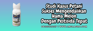 studi,kasus,petani,budidaya melon,lmga agro