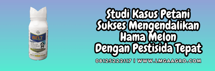 studi,kasus,petani,budidaya melon,lmga agro