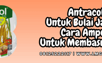 antracol untuk bulai jagung,antracol 70 wp,bulai,jagung,lmga agro