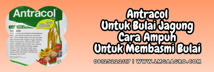 antracol untuk bulai jagung,antracol 70 wp,bulai,jagung,lmga agro
