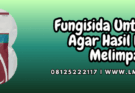 fungisida untuk cabe,fungisida,cabe,cabai,lmga agro