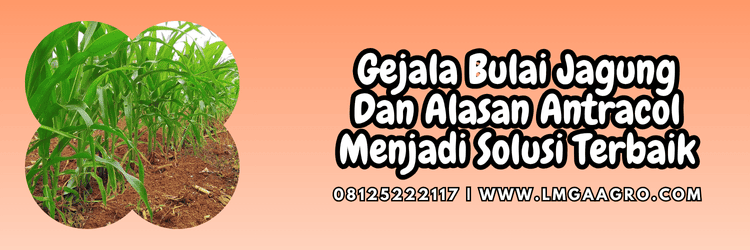 gejala,penyakit,penyakit bulai,bule,lmga agro