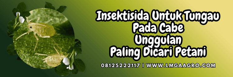 pestisida jenis insektisida,hama serangga,budidaya,budidaya cabe,tanaman cabe,lmga agro