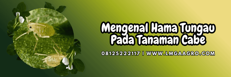 hama,hama tungau,serangga,pestisida,lmga agro