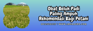 petani,budidaya,budidaya padi,lmga agro