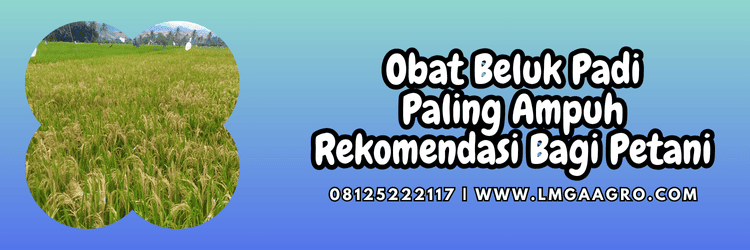 petani,budidaya,budidaya padi,lmga agro