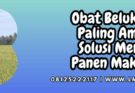 obat beluk padi paling ampuh,obat,beluk,padi,lmga agro