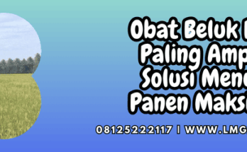 obat beluk padi paling ampuh,obat,beluk,padi,lmga agro