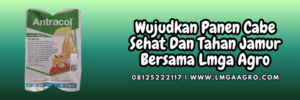 jual,murah,terjangkau,toko pertanian terdekat,lmga agro