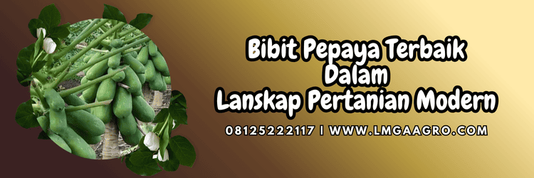 benih,benih pepaya,tanaman,tanaman pepaya,lmga agro