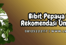 bibit pepaya terbaik,bibit,pepaya,terbaik,lmga agro