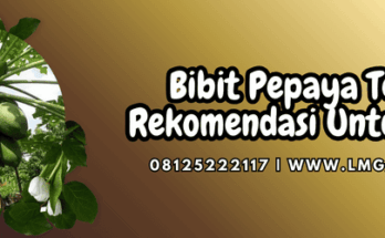 bibit pepaya terbaik,bibit,pepaya,terbaik,lmga agro