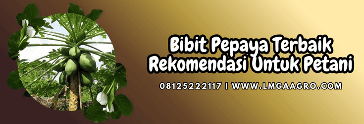 bibit pepaya terbaik,bibit,pepaya,terbaik,lmga agro
