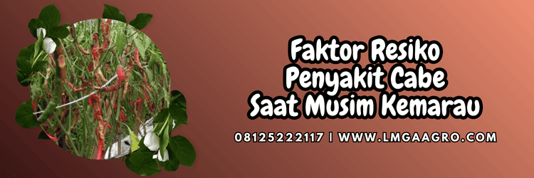 faktor,resiko,penyakit,jamur,lmga agro
